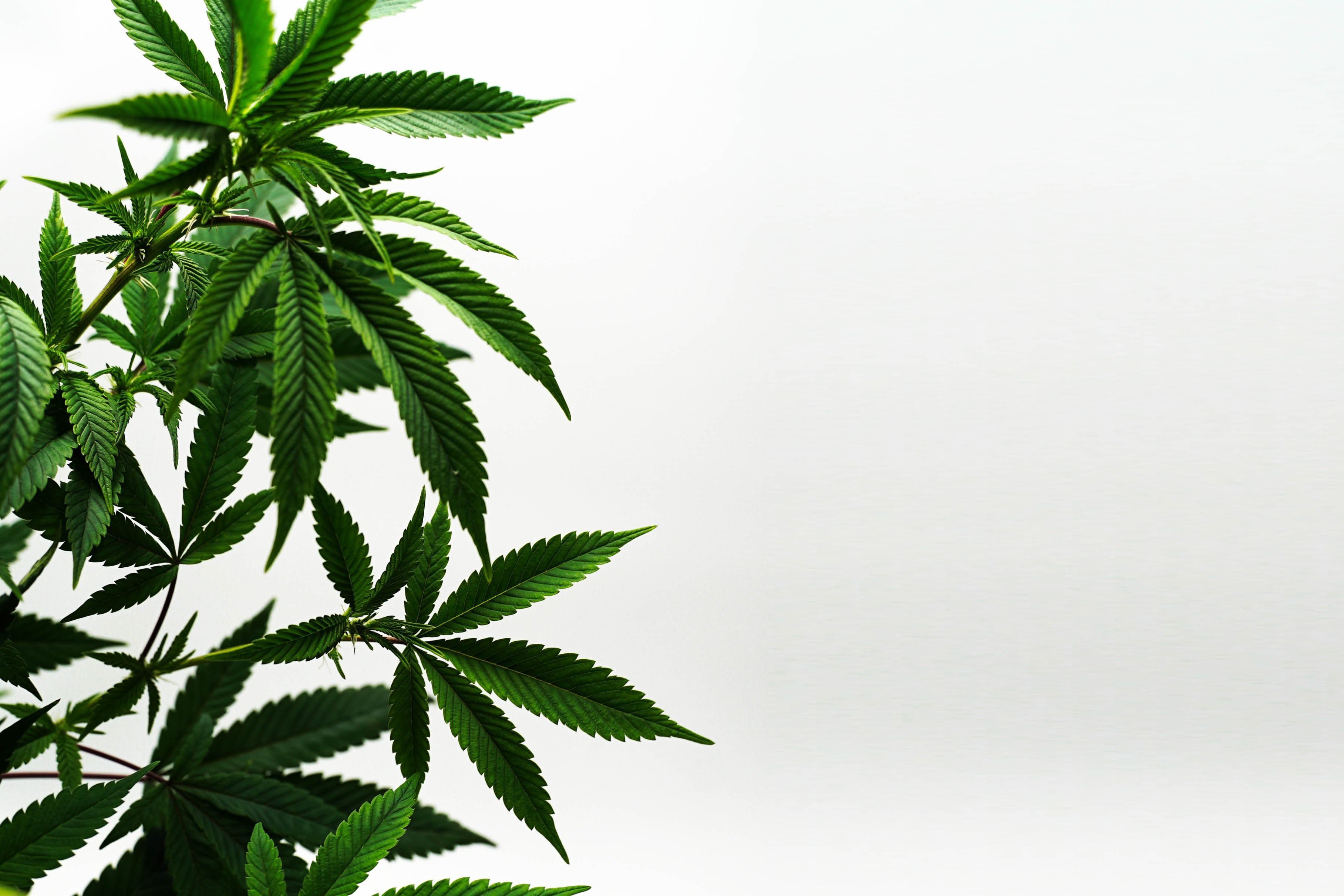 Cannabis plant // Via: Unsplash